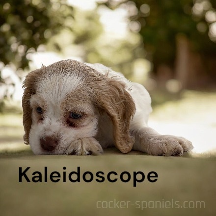 puppy, for, sale, Cocker Spaniel, Joe & Cherri  Overlease, dog, breeder, Miller, MO, dog-breeder, puppy-for-sale, forsale, nearby, find, puppyfind, locator, puppylocator, aca